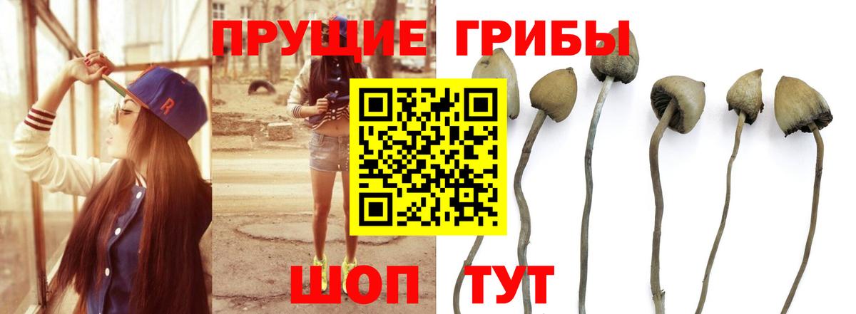 Псилоцибиновые грибы Psilocybine cubensis  Вход с VPN  Галлюциногенные грибы прущие грибы  Балабаново 